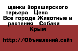 щенки йоркширского терьера › Цена ­ 20 000 - Все города Животные и растения » Собаки   . Крым